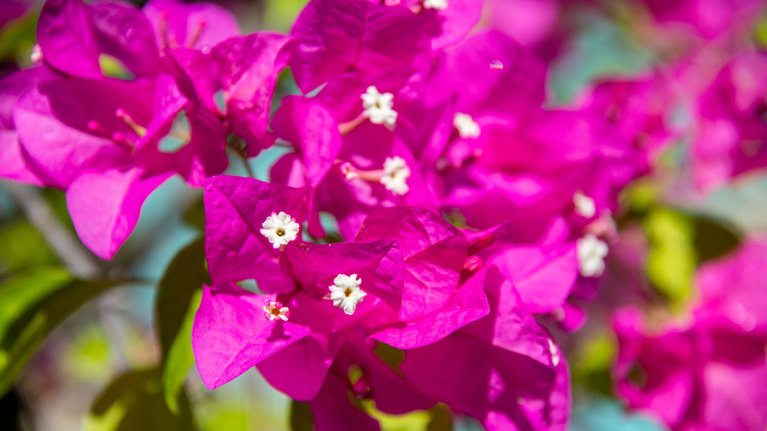 Experts explain how to grow bougainvillea in any climate GardeningEtc