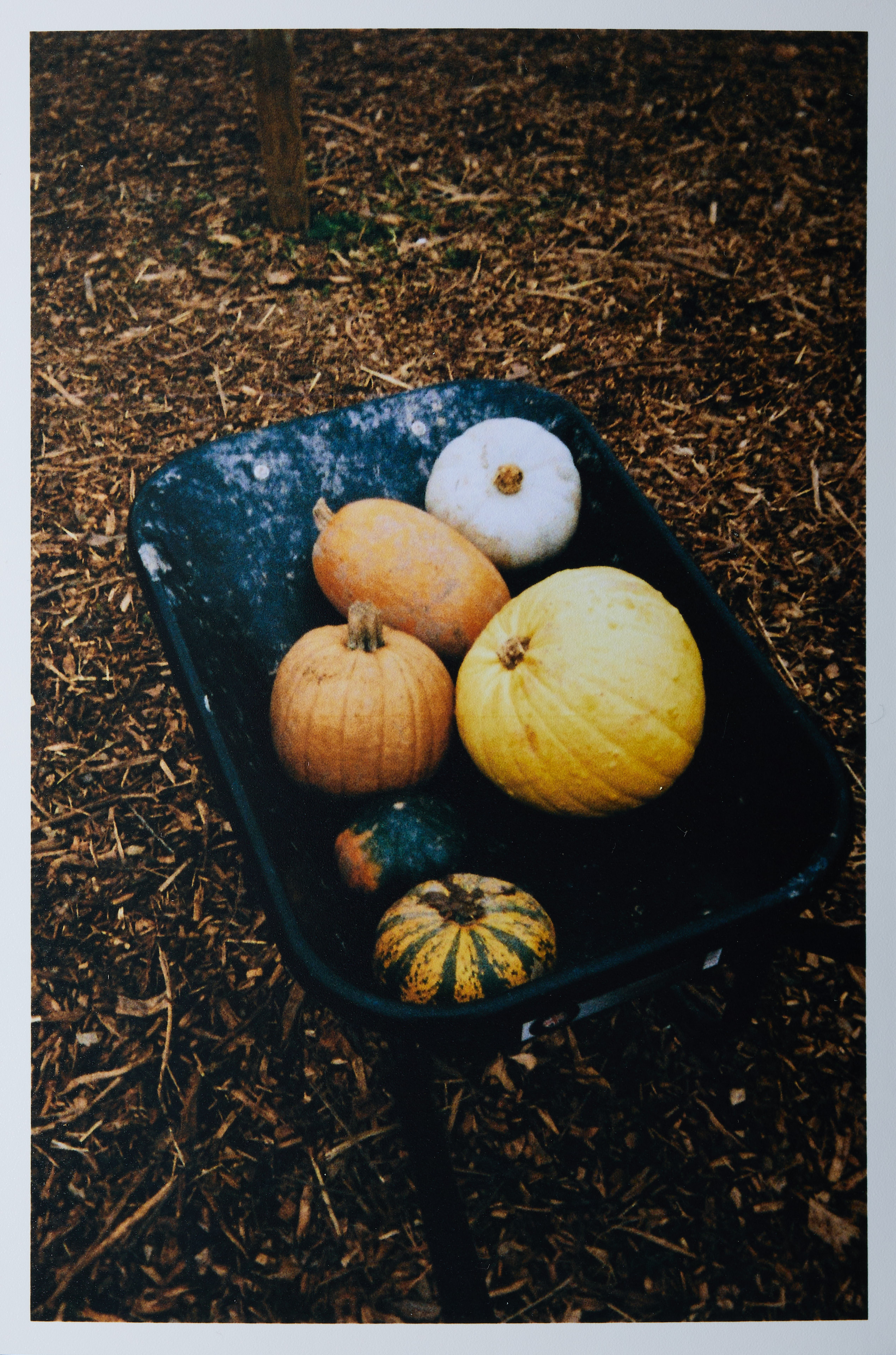 Kodak Ektar H35N sample image