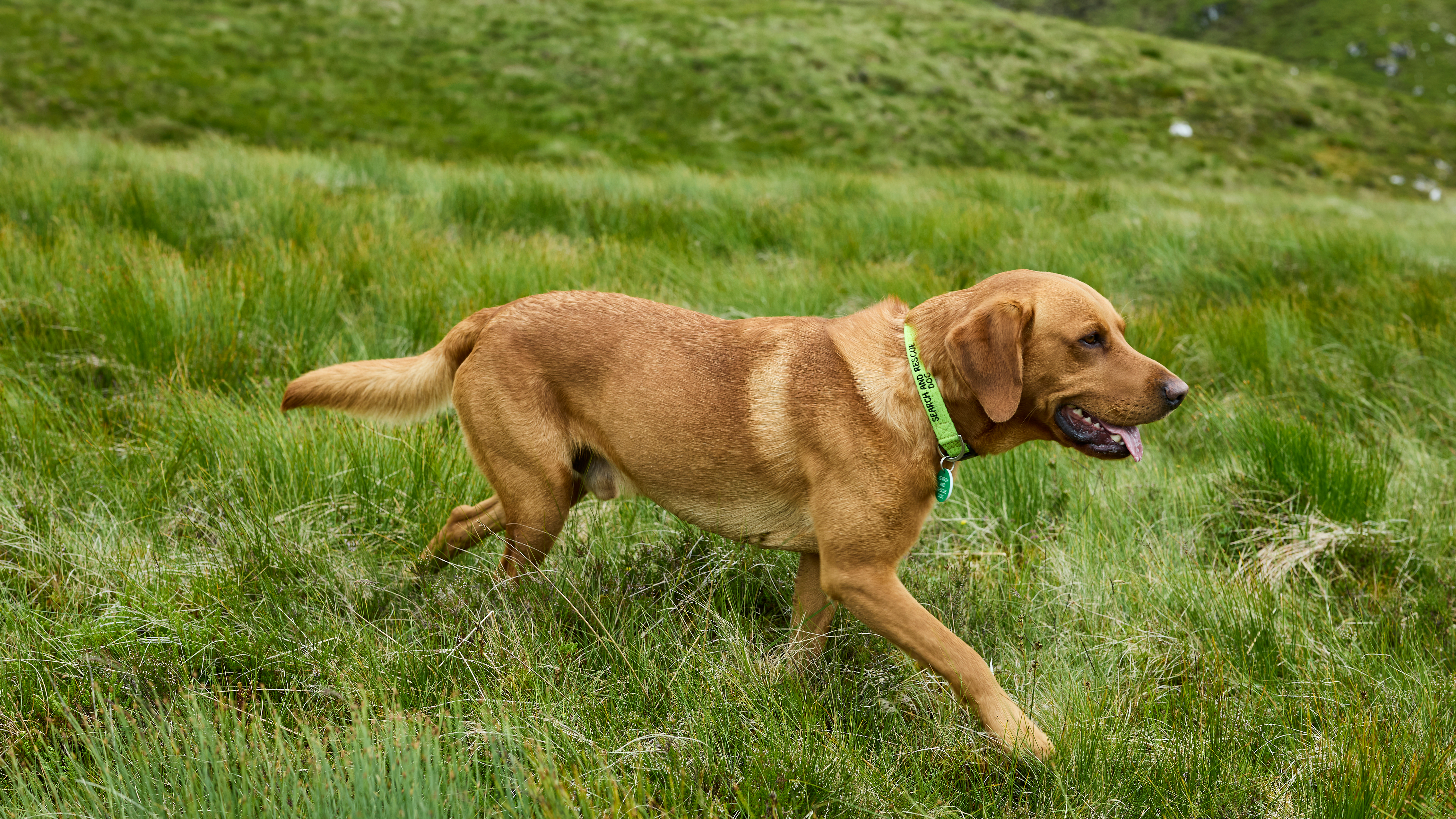 Mountain rescue dog on the trails