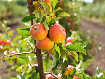 Three apples growing on an apple sapling