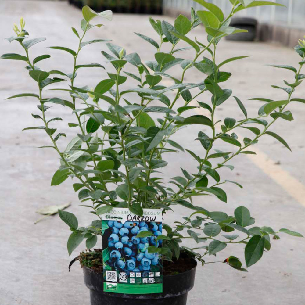 Thompson &amp;amp; Morgan blueberry darrow potted plant