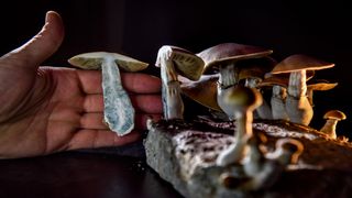 close up of a hand on a black background holding a psychedelic mushroom and reaching towards more mushrooms growing on a nearby rock