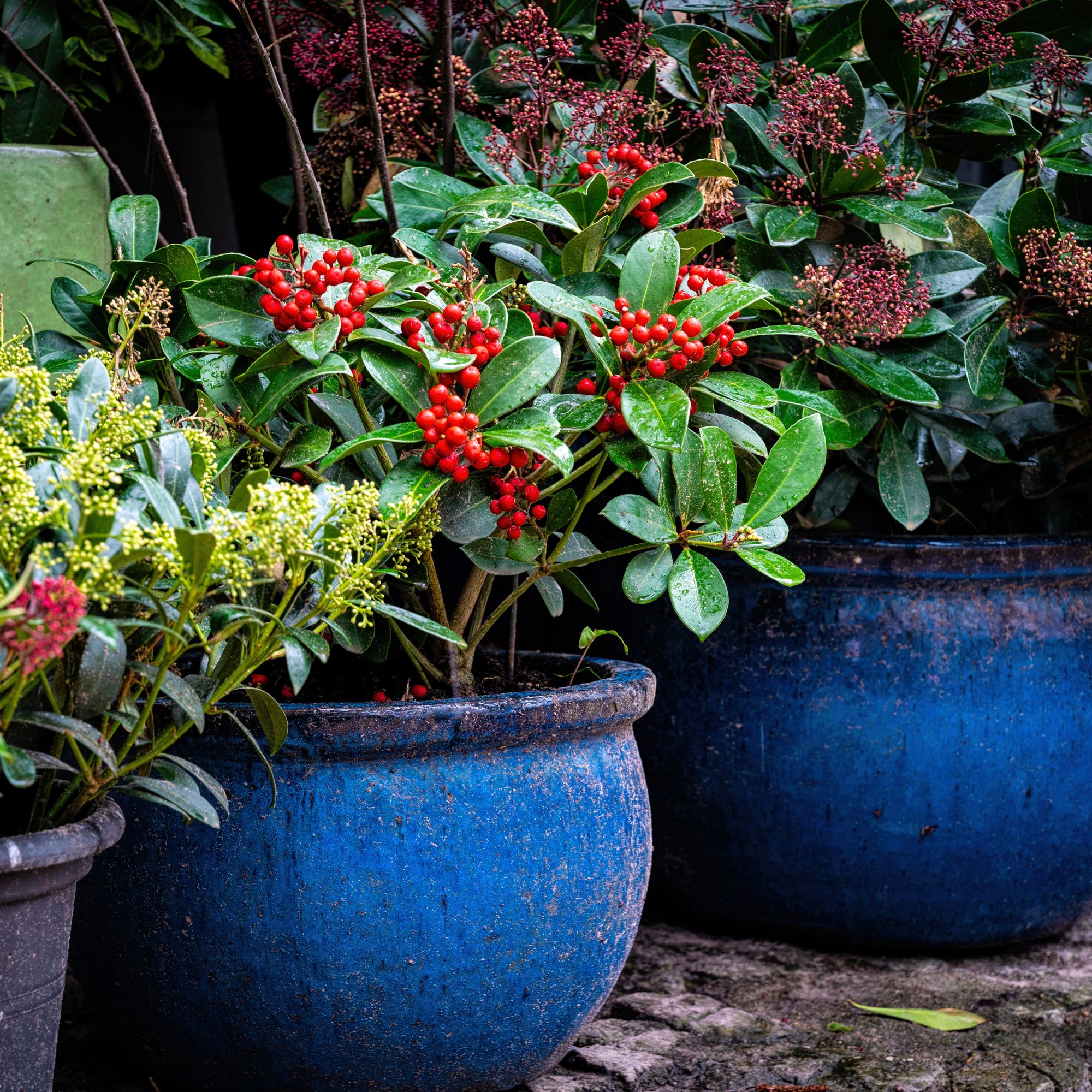 winter berry-bearing plant in pots