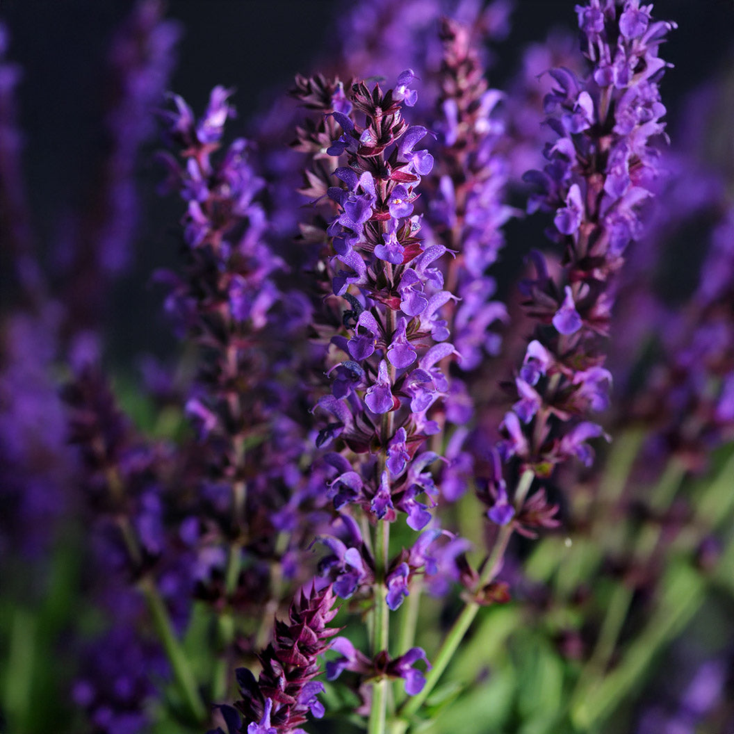 Lyrical&amp;trade; Blues Salvia Plant