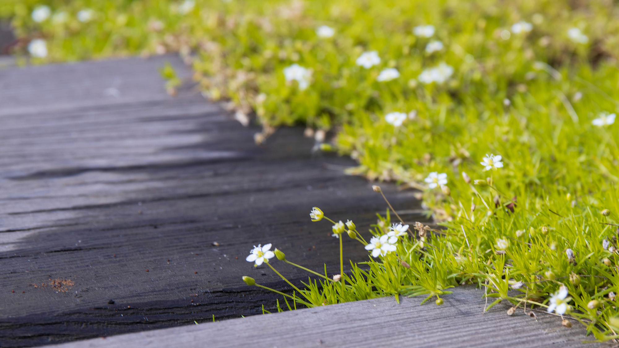 Irish moss lazy lawn