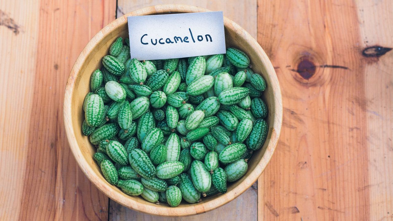 A bowl filled with tiny green cucamelons; a handwritten label sits atop of them