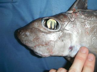 Deep store sea shark