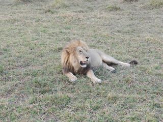 Les chasseurs au trophée, principalement des Américains, tuent près de 700 lions par an, généralement des mâles, selon Dereck. L'utilisation de pièges métalliques par les populations rurales en expansion en Afrique constitue peut-être un problème encore plus grave. Ces pièges capturent une variété d'animaux, qui meurent ensuite,