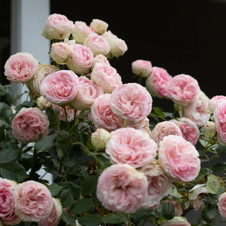 Heirloom Roses Eden® Climbing Plant 10' Pink Climbing Rose Live Plants in 1 Gallon Container