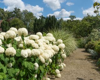 gravel path lined with hydrangea plants