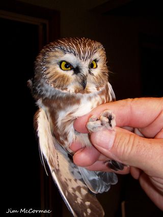 Tiny northern saw-whet owls' eyes are extremely large relative to their body size — even for an owl.