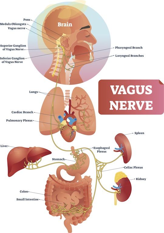 Diagram of the vagus nerve and the many organs it plugs into