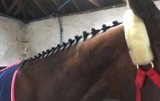 ali-plaits.jpg