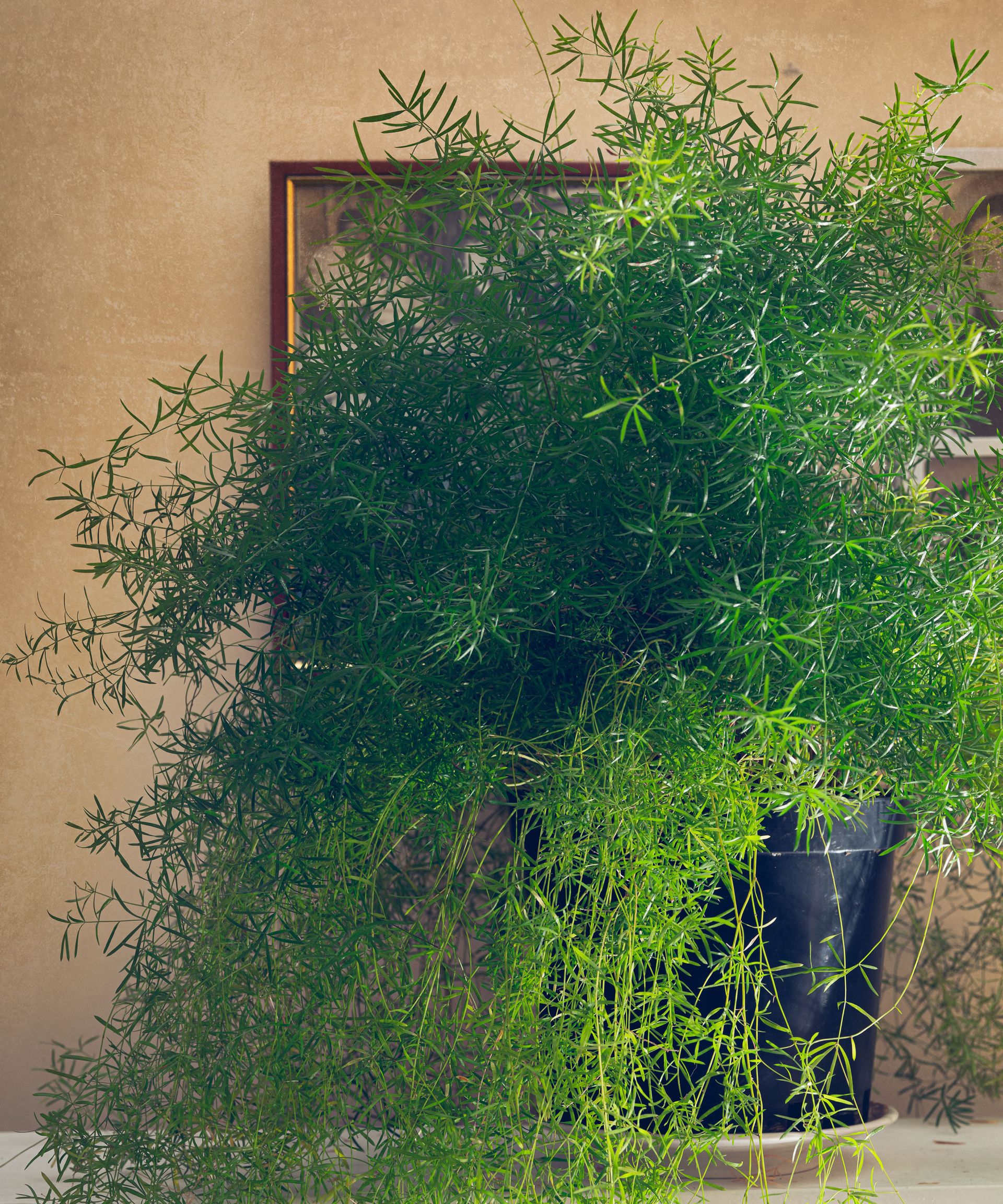 How To Care For Asparagus Fern Our Expert Guide Homes And Gardens