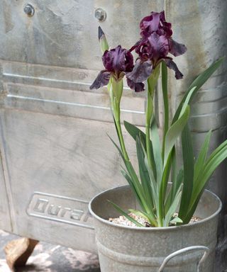 purple iris in pot
