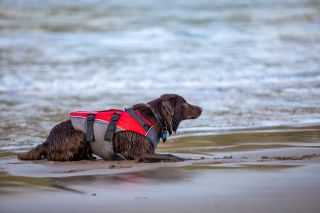 red dog life jacket original