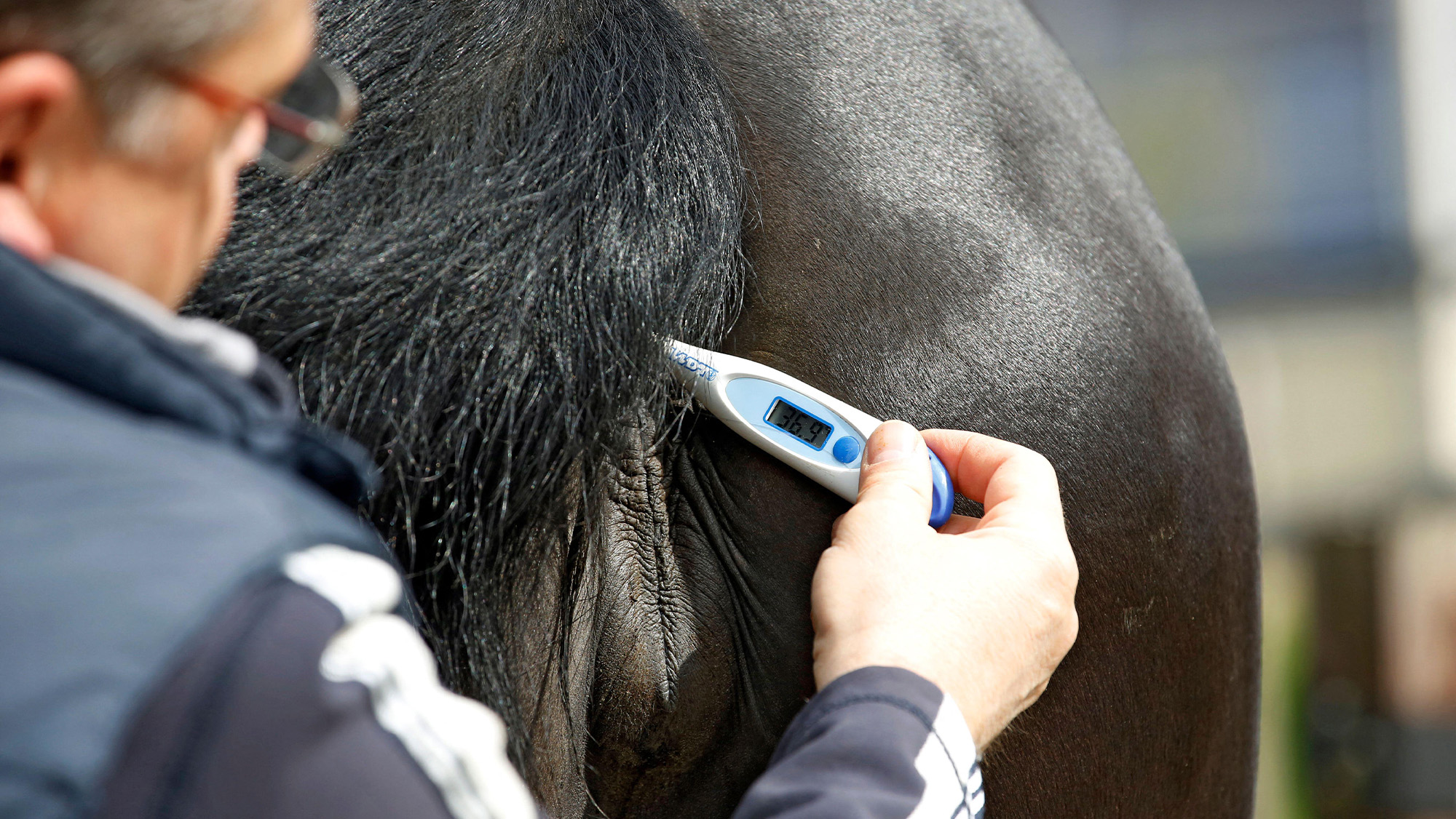 Man taking horses&amp;rsquo;s temperature with digital thermometer