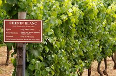 Old Vine Chenin Blanc