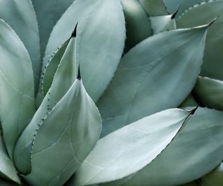 Agave close up