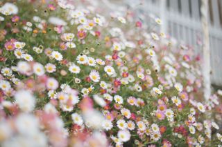 A garden with fleabane/erigeron