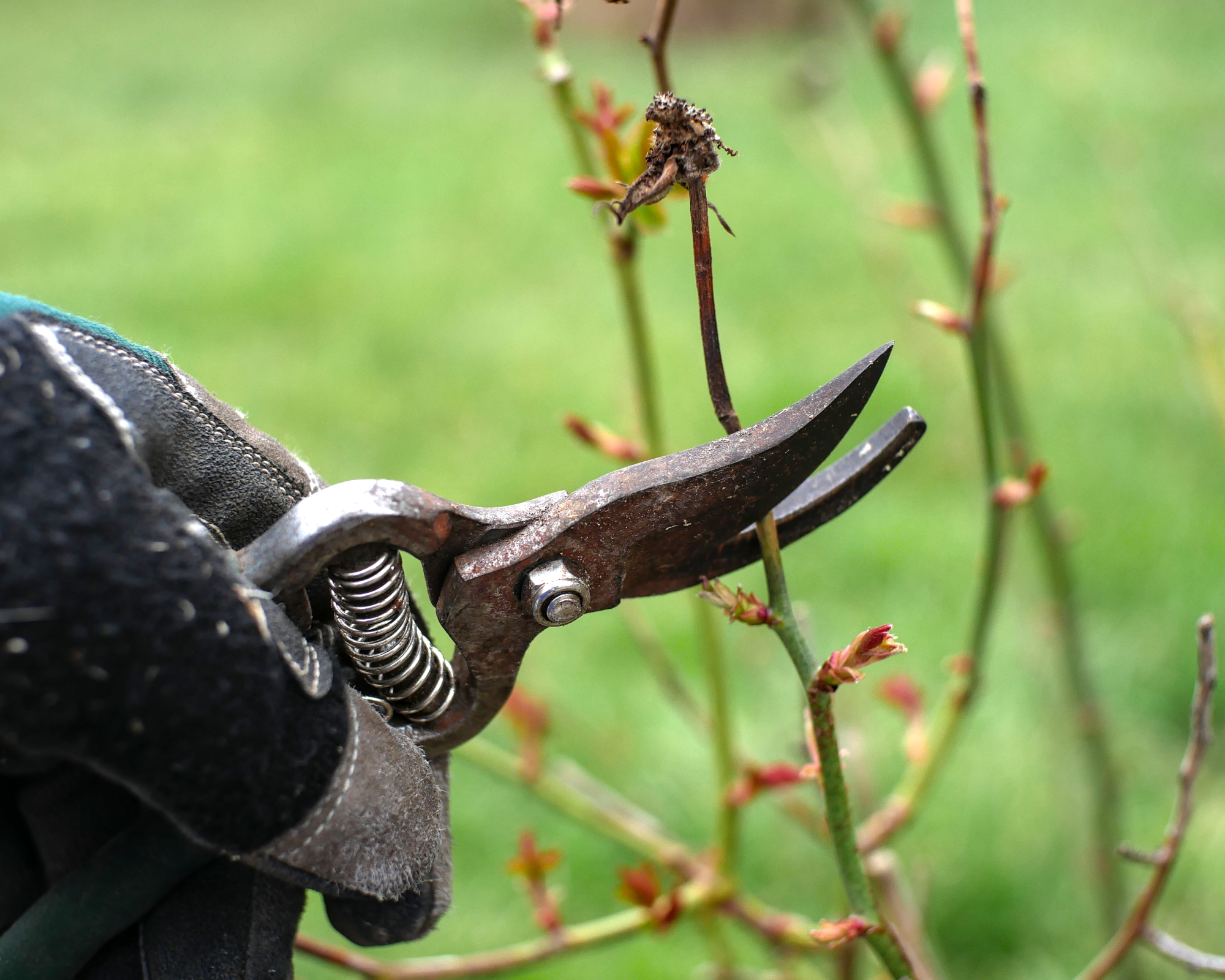 winter gardening pruning a rose