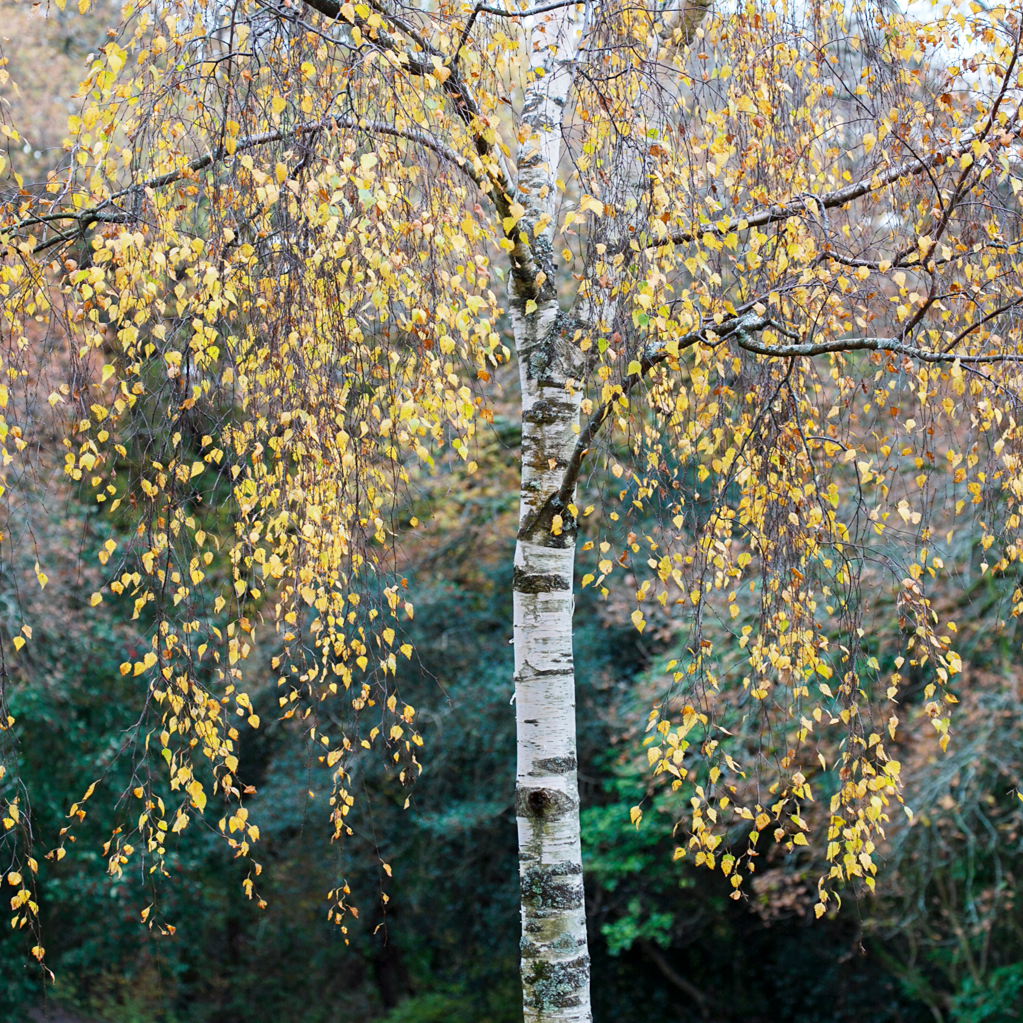 paper birch tree in autumn - jax10289 - GettyImages-1189300739