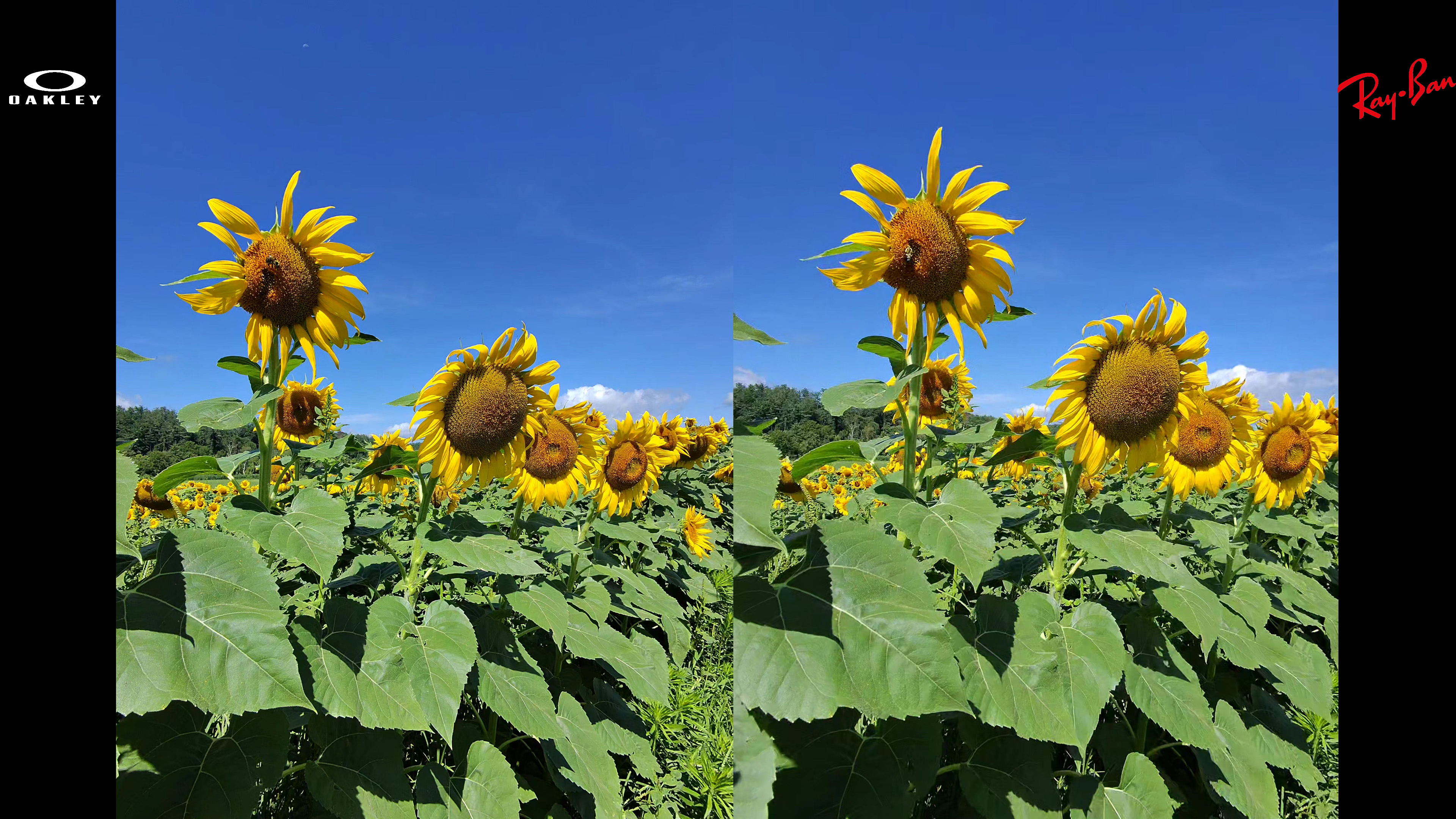 Comparing the video quality of Oakley Meta HSTN and Ray-Ban Meta Smart Glasses in a field of sunflowers