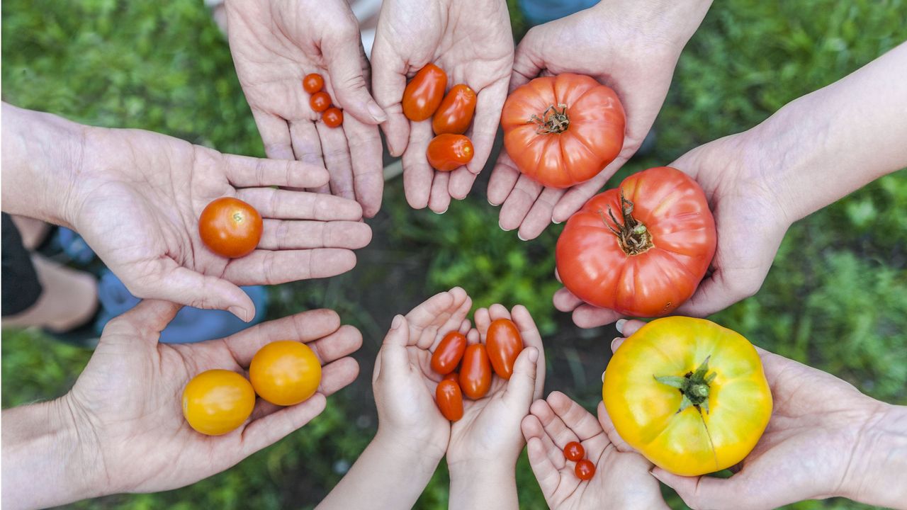 Five pairs of hands hold different sizes and shapes of tomatoes.