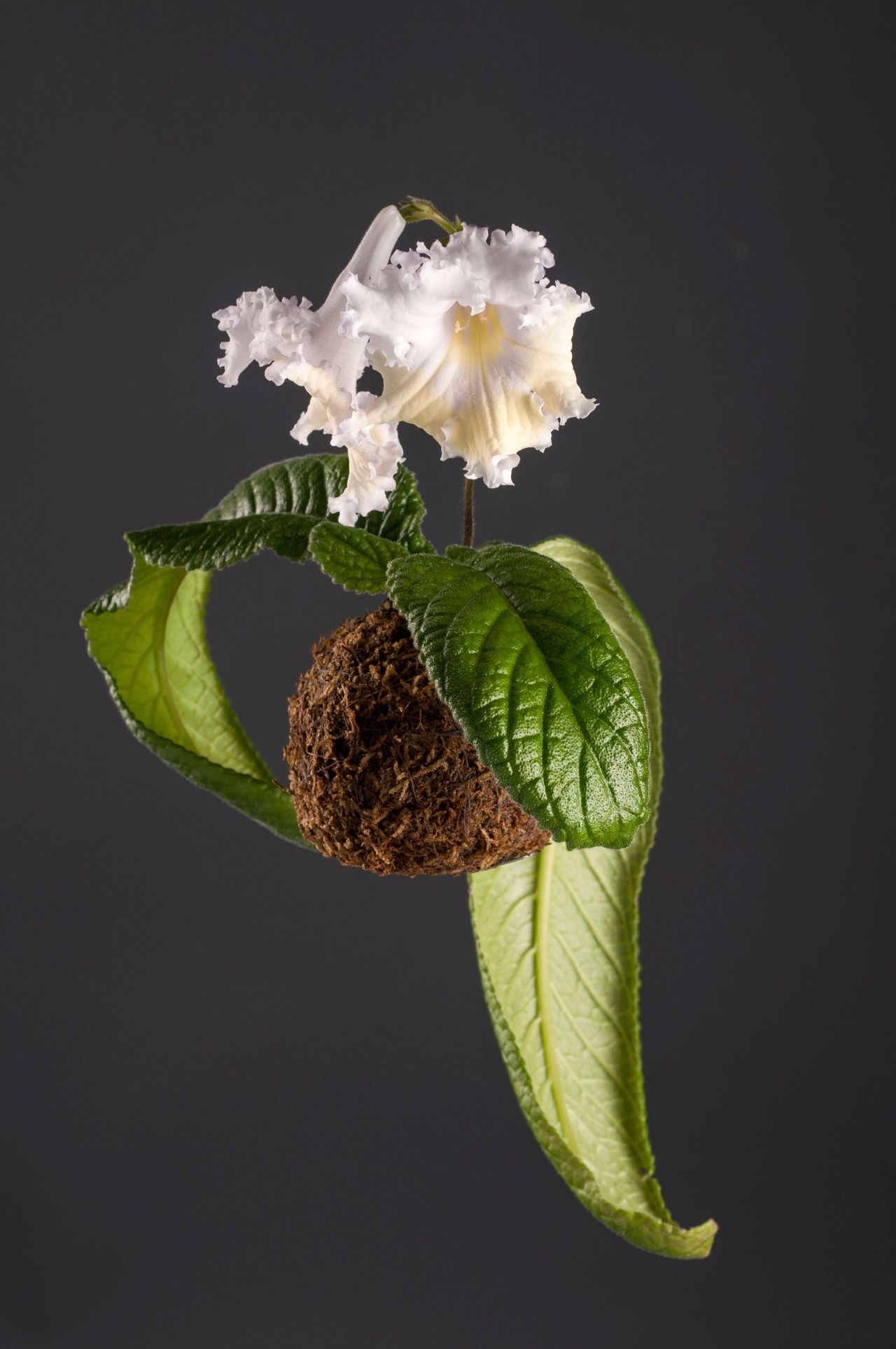 Uprooted White Streptocarpus Plant