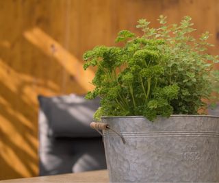 Hydroponic bucket herbs