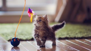 Kitten playing with automated cat toys