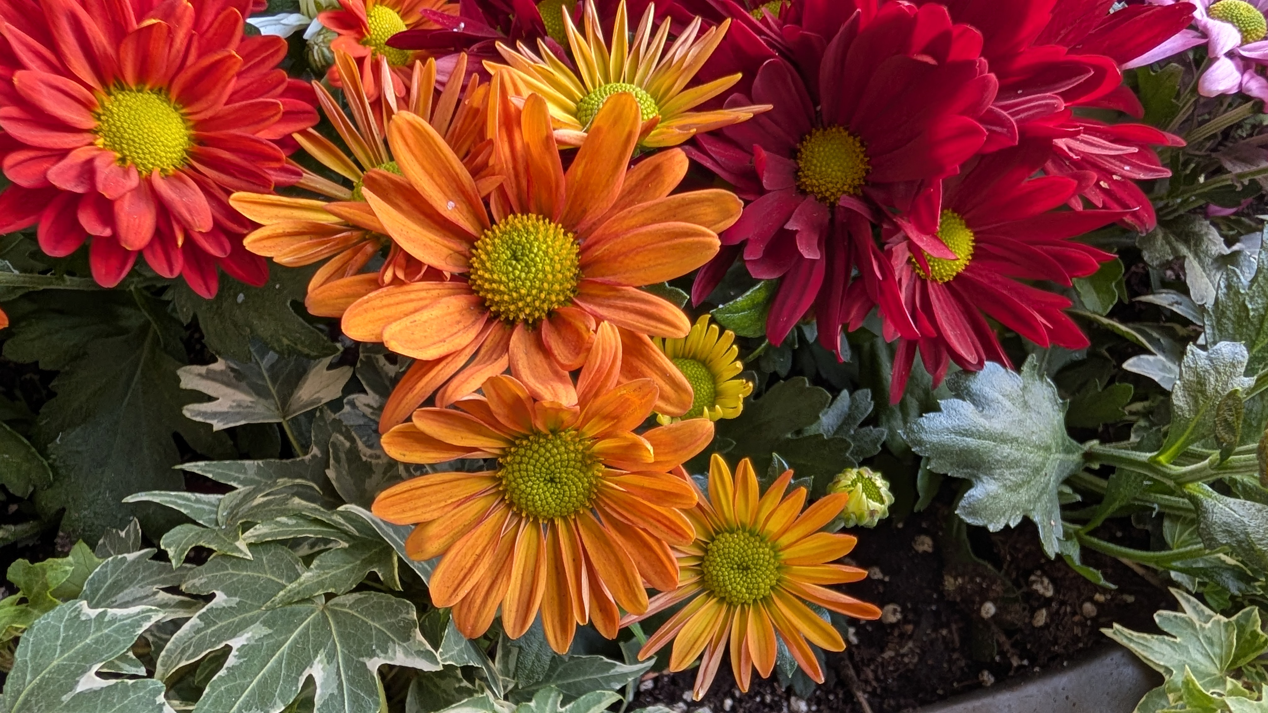 Google Pixel 10 Pro XL review – camera images
