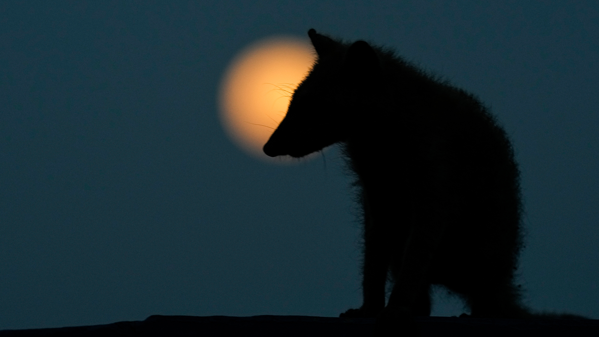 A raccoon is silhouetted against the rising full moon in Panama City, Panama