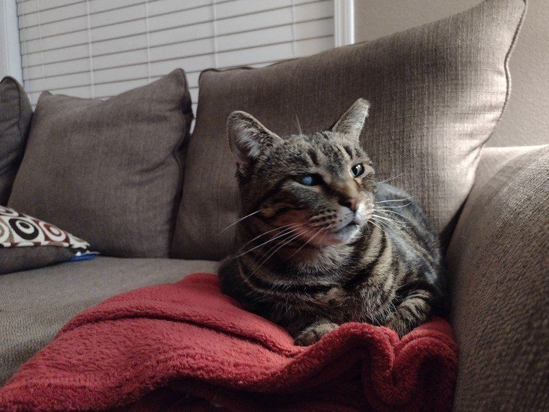 Moto G Power 2021 Camera Sample