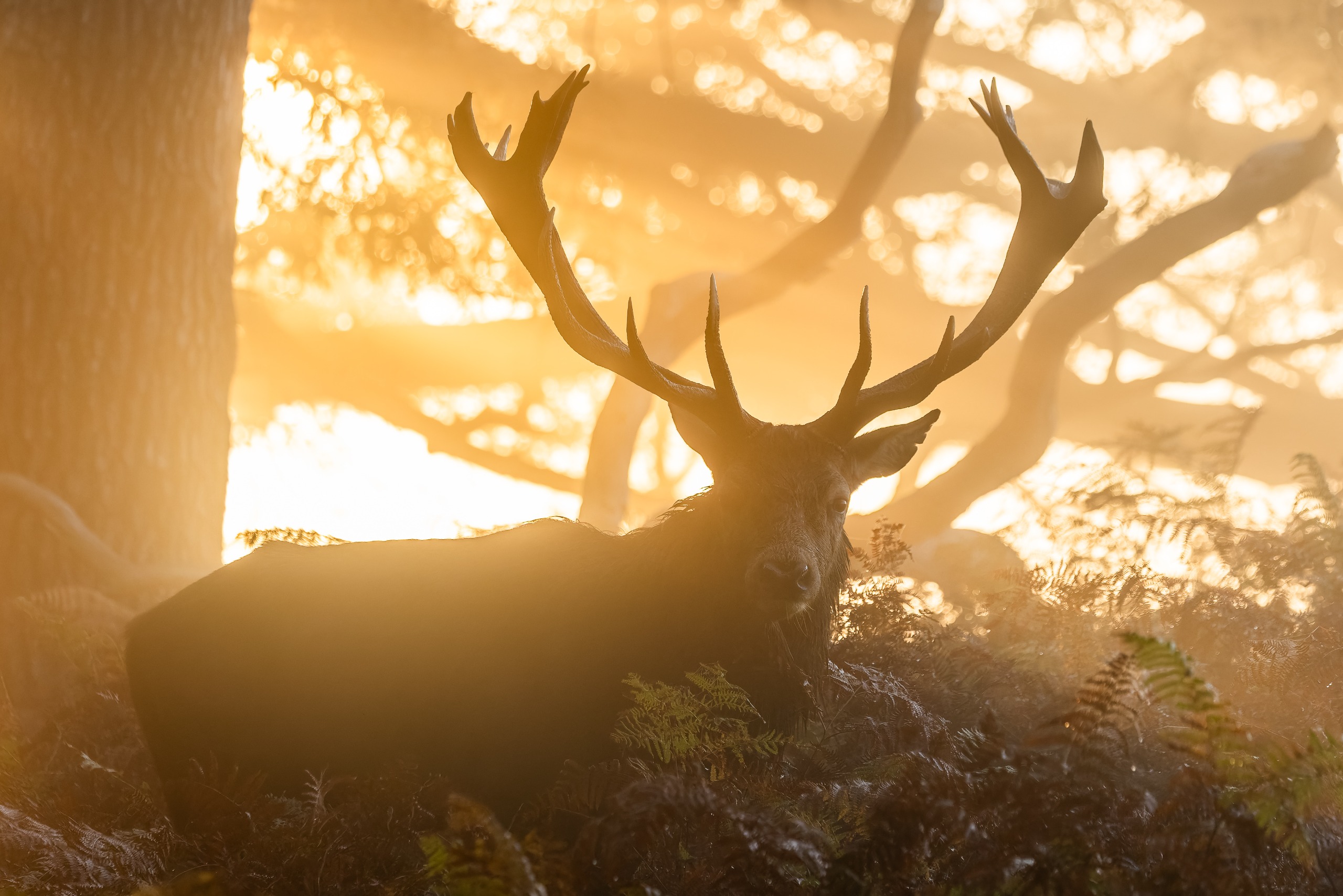 Red stag deer photographed in the fog at sunrise