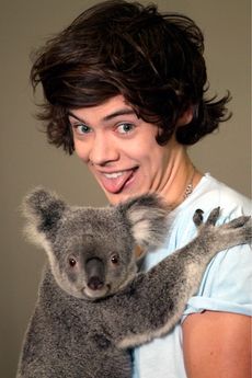 One Direction - One Direction Koala Bears - One Direction in Australia - Marie Claire - Marie Claire UK