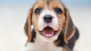 Cute Beagle puppy