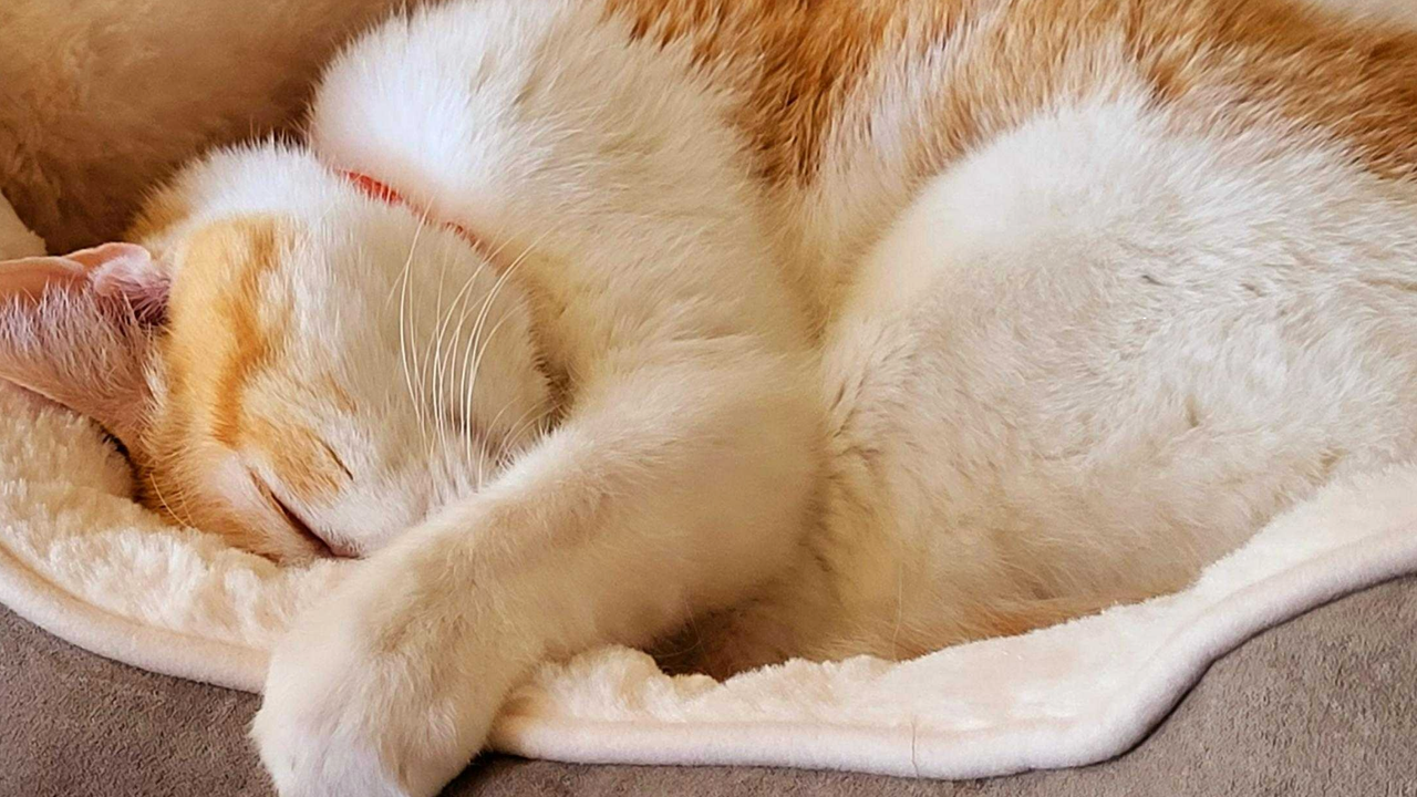Julie's cat inside the Frisco Faux Suede Bolster Bed, one of the best cat beds