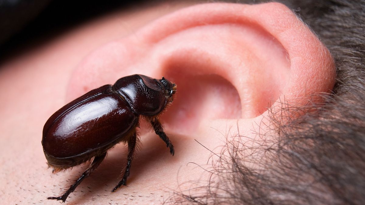 What To Do When An Insect Enters Your Ear A True Story Flipboard