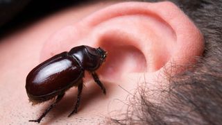 Bug in the ear