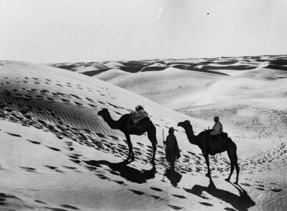 An archival photo of camels in the Sahara Desert.