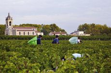 Chateau Margaux harvest pickers