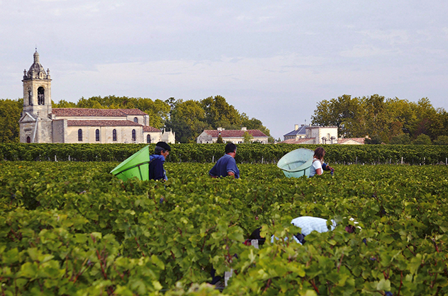 Chateau Margaux harvest pickers