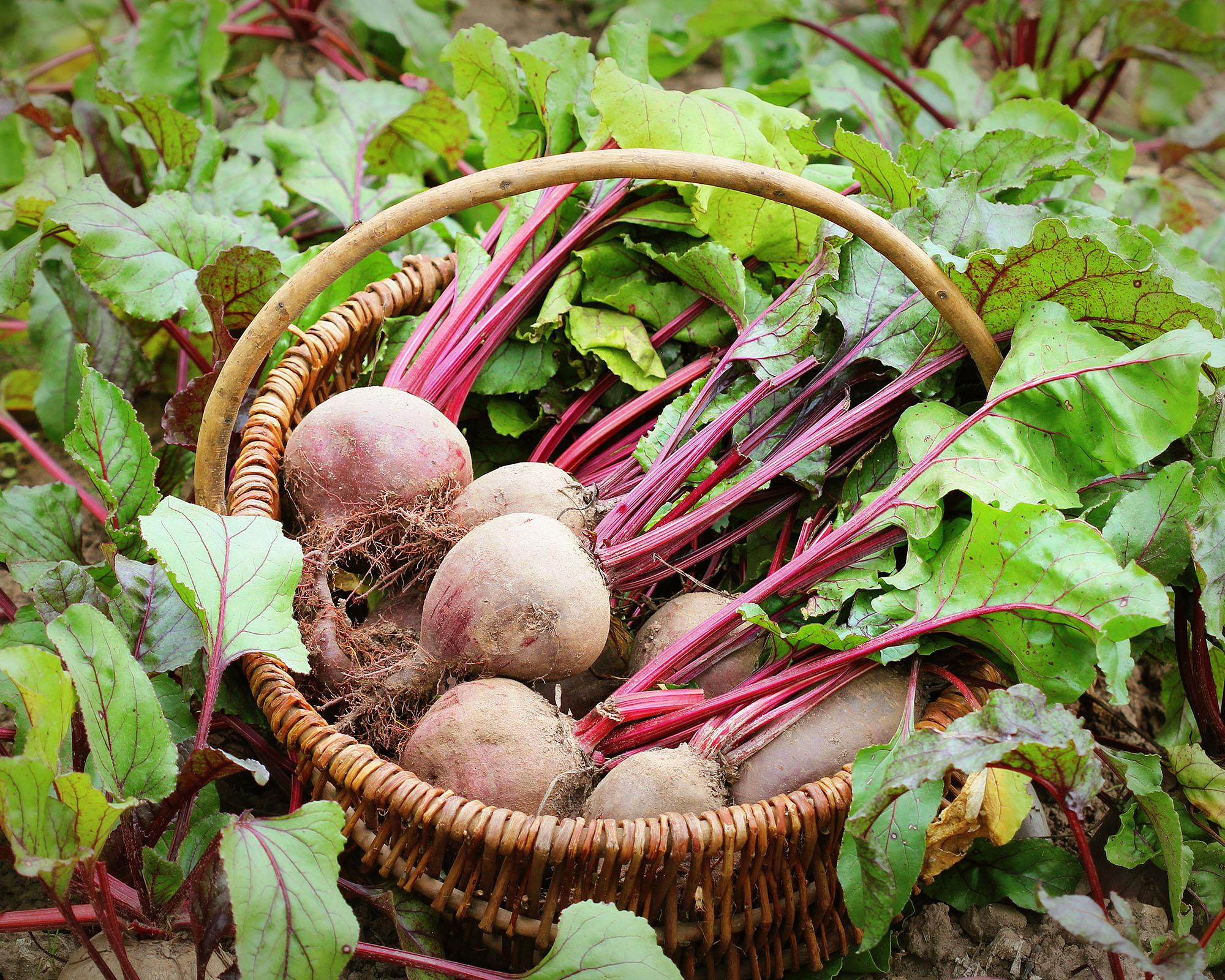 Freshly harvested beetroots in a basket, with leaves growing on garden bed