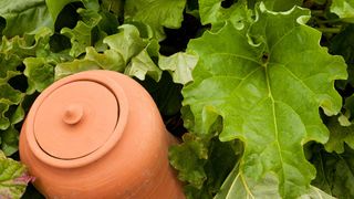 terracotta rhubarb forcing pot