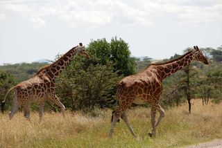 Giraffes crossing the road, safari, Kenya, East Africa, Ol Pejeta conservancy.