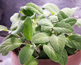 Sage growing in terracotta pot