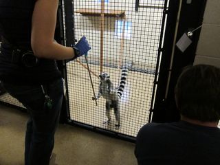 Ring-tailed lemur at Duke Lemur Center