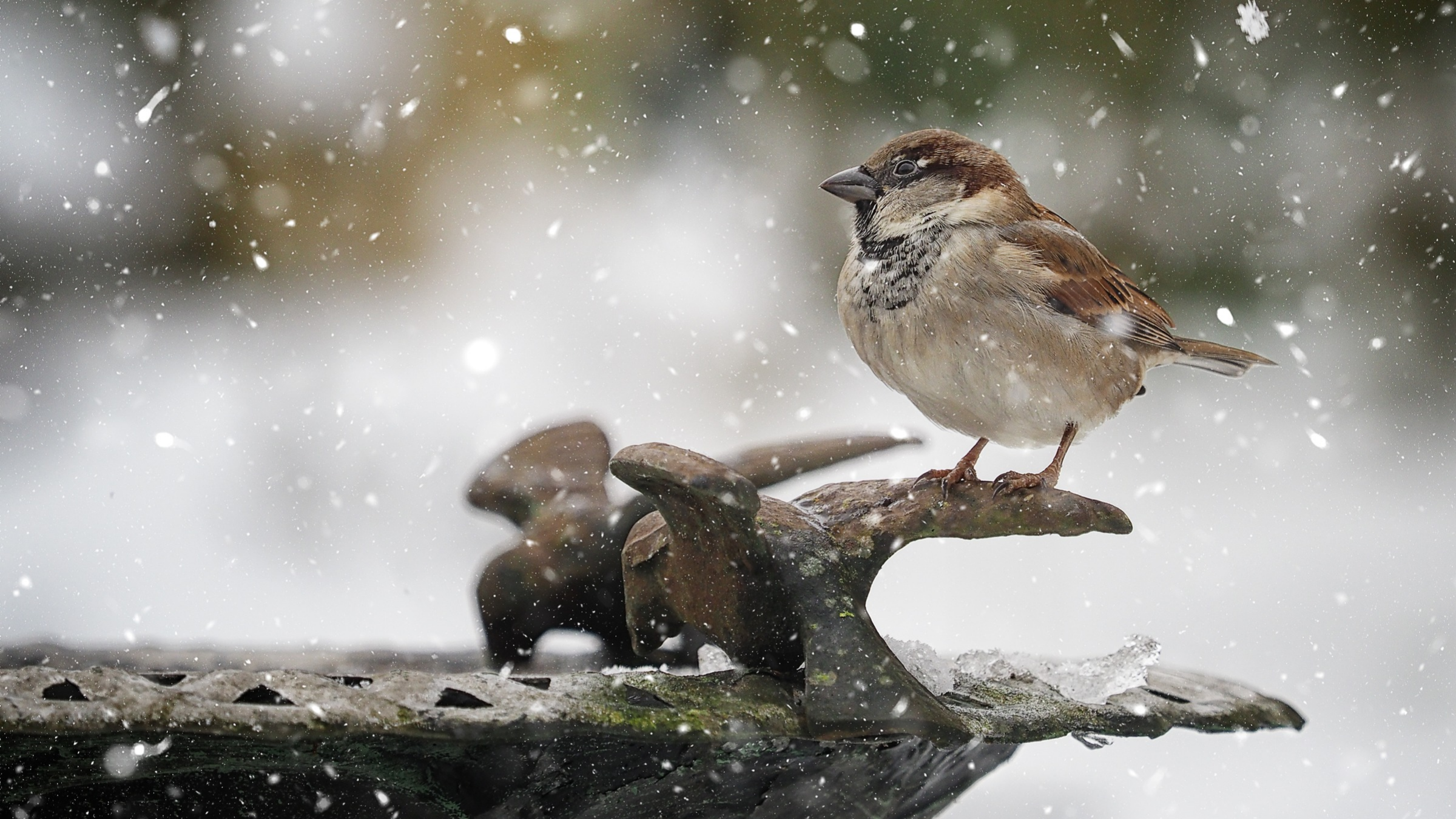 Sparrow perched on the side of a bird bath in snow.