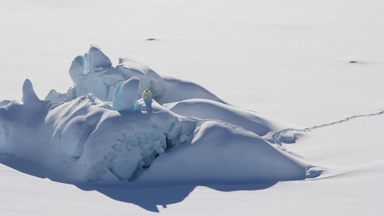 A southeastern polar bear is spotted from the air.